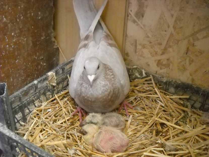  - PORUMBEI VANDUTI 2