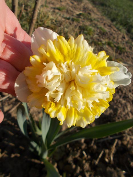  - 2019 Flori de gradina