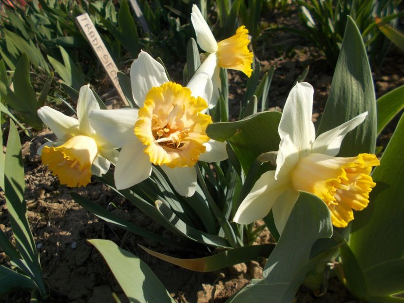  - 2019 Flori de gradina