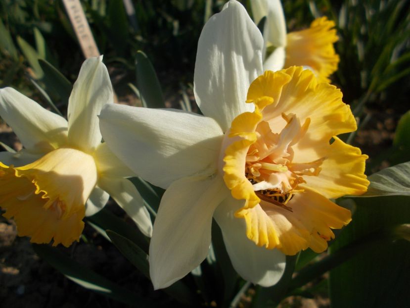  - 2019 Flori de gradina