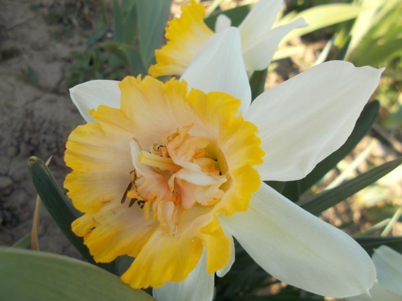  - 2019 Flori de gradina