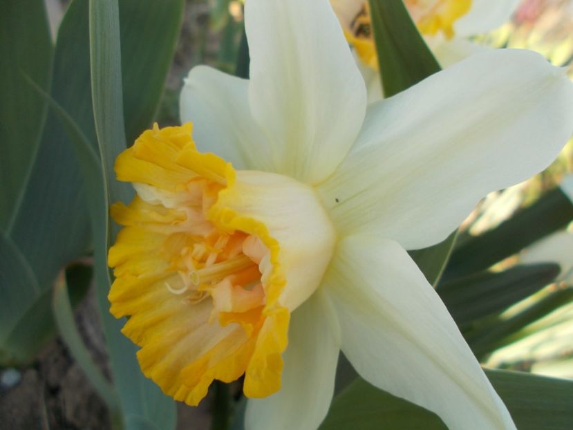  - 2019 Flori de gradina