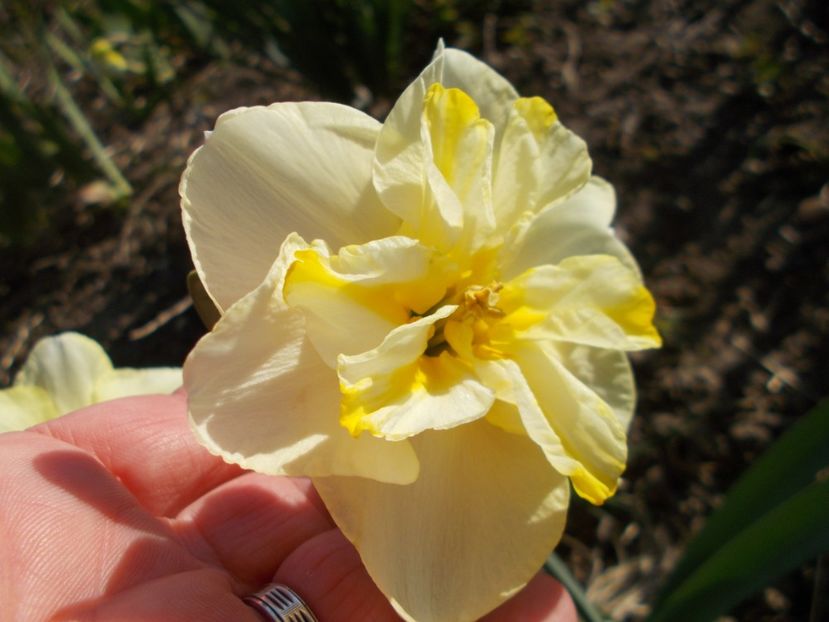  - 2019 Flori de gradina