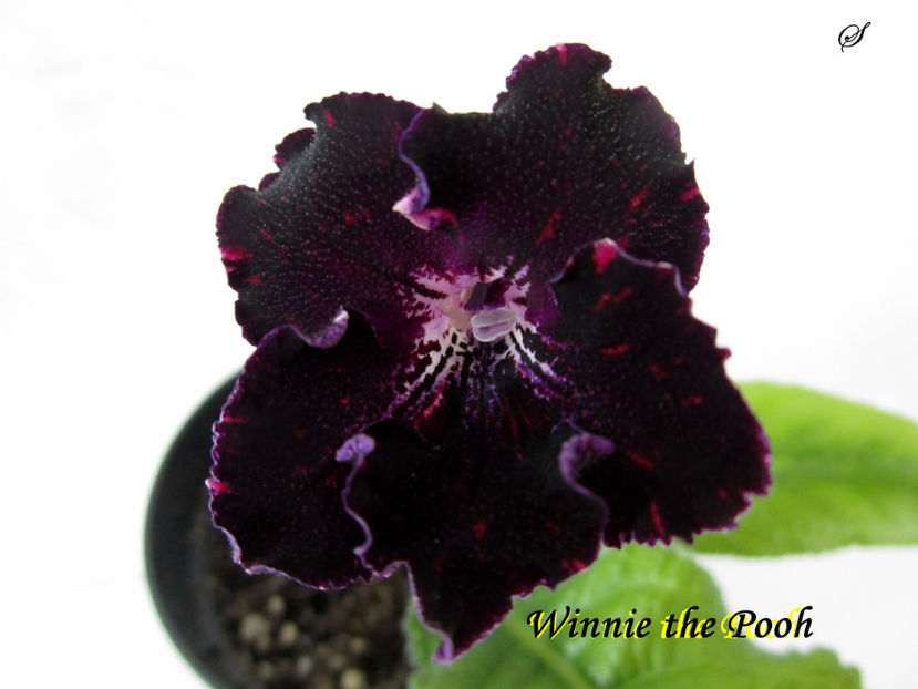DS-Winnie the Pooh(31-03-2019) - Streptocarpusi 2019