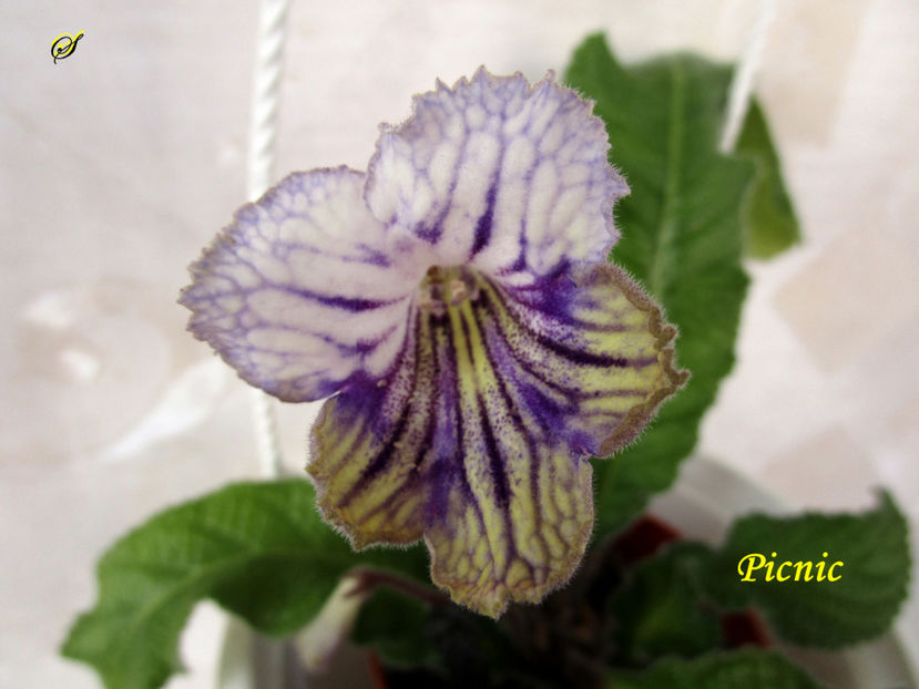 Picnic(31-03-2019) - Streptocarpusi 2019