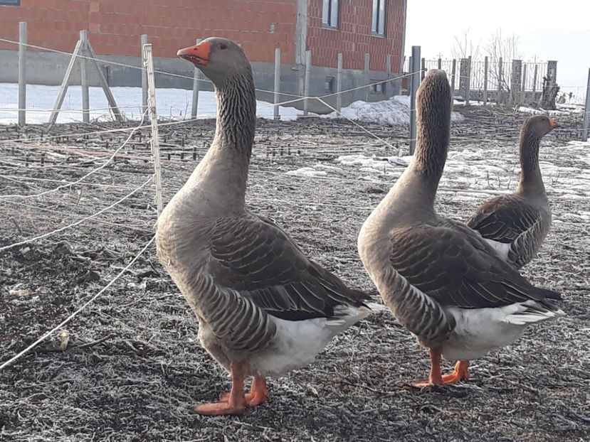 Gascan Landez in prin plan - Vanzari