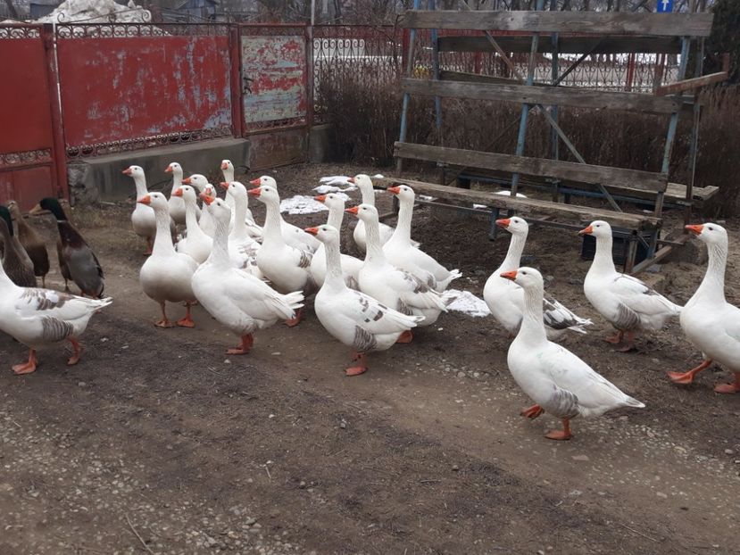 Card de gaste Locale gata de zbor - Vanzari