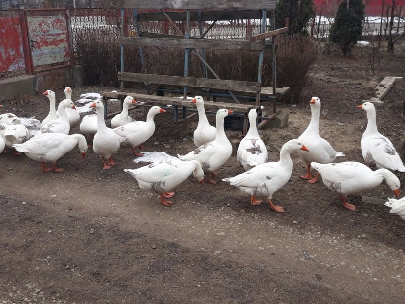 Card de gaste Locale gata de zbor - Vanzari