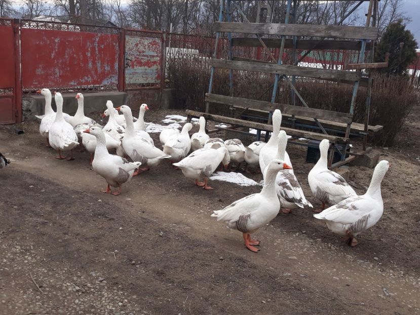 Card de gaste Locale gata de zbor - Vanzari