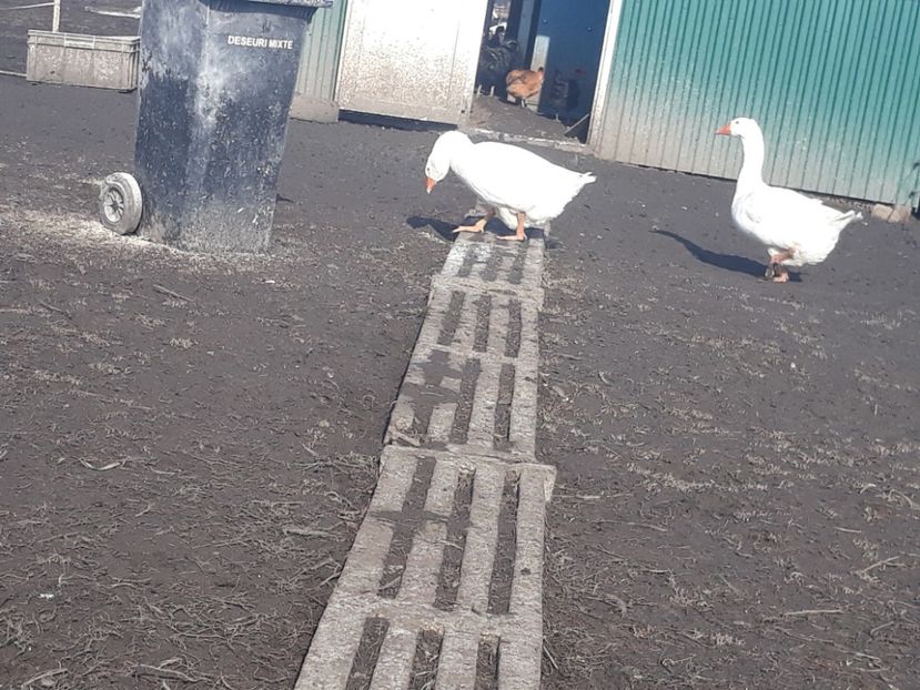 Gasca alba de Hortobagy - Vanzari