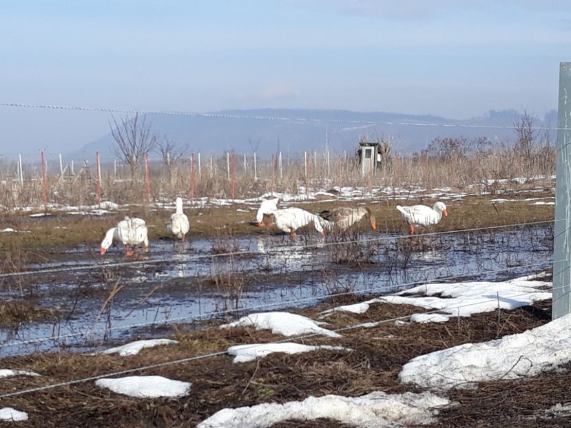 Gasca alba de Hortobagy - Vanzari