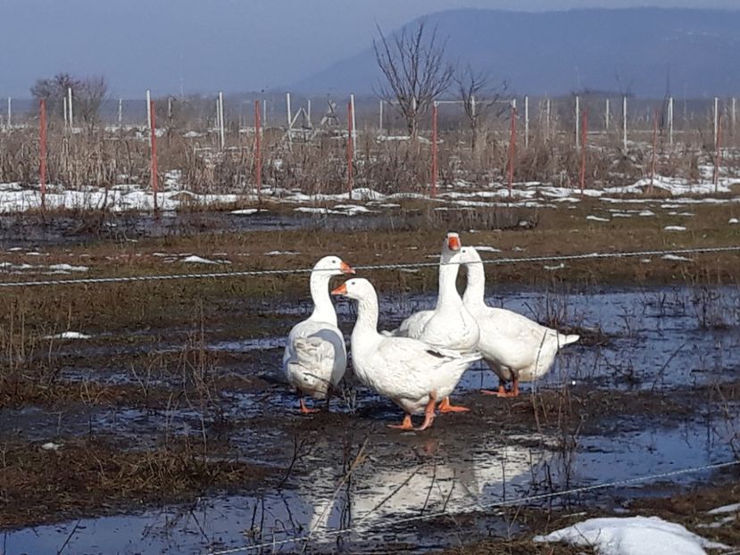 Gasca alba de Hortobagy - Vanzari