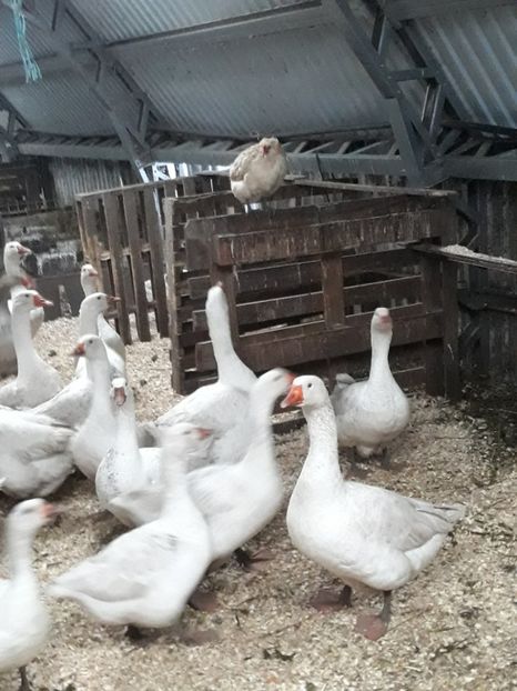 Gasca alba de Hortobagy - Vanzari