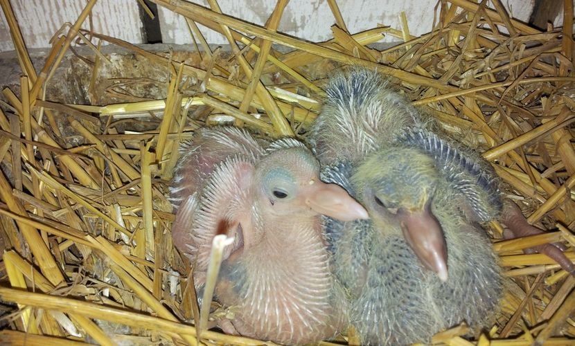 M 05 / 2019 - F  08 / 2019 - Perechea  2 - 04 PUI TEXANI 2019