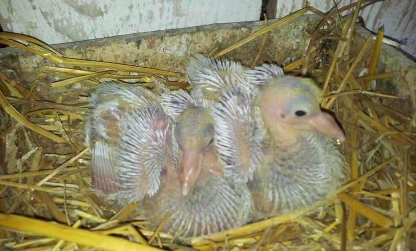 F - F  Perechea  1 - 04 PUI TEXANI 2019