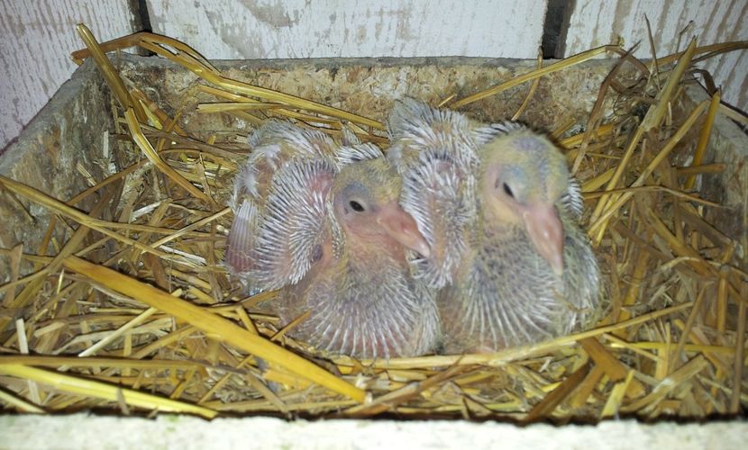 F - F  Perechea  1 - 04 PUI TEXANI 2019