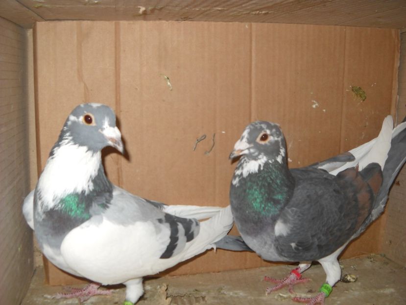  - UNDEVA IN SUCEAVA arhiva