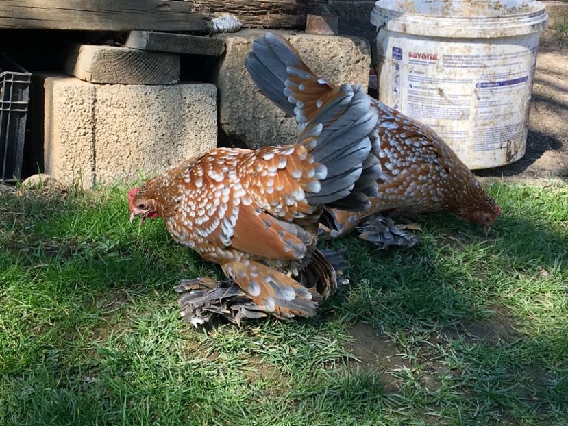 6D782D11-605E-4B5B-842B-C88F98CD3A8A - c--Mii de flori Auriu Albastru Portelan