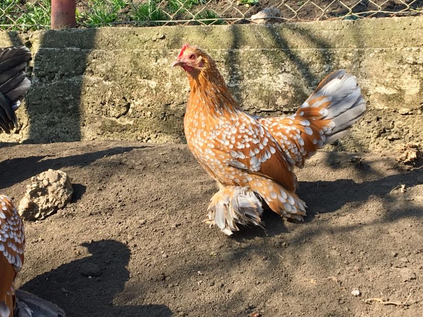 66BE673A-882A-43DA-B71B-2EC51CE1A978 - c--Mii de flori Auriu Albastru Portelan