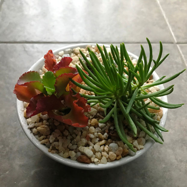  - Plante de interior 2019