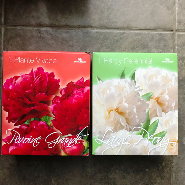  - Jurnalul gradinii 2019