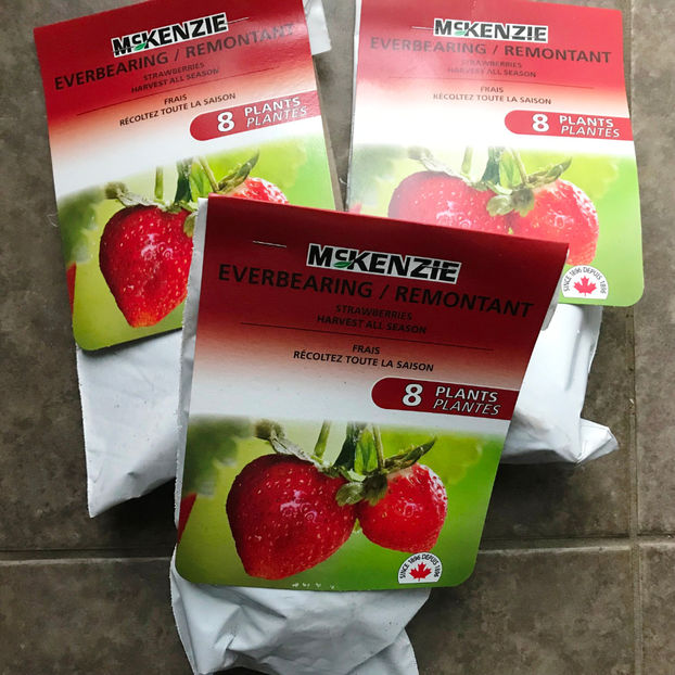  - Jurnalul gradinii 2019