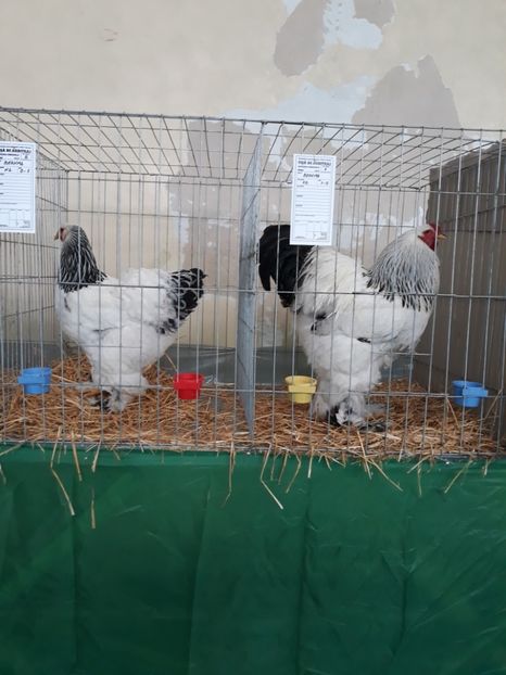  - Expozitie Turda Februarie 2019