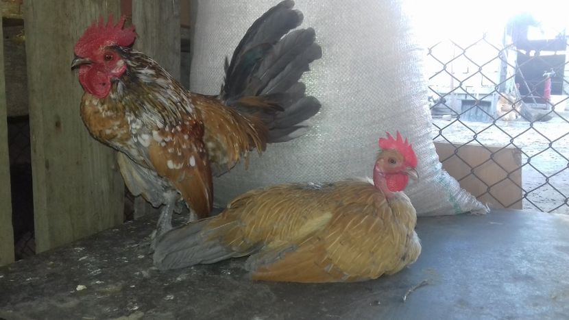  - 1 Toate Gaini pitice pe care le-am avut