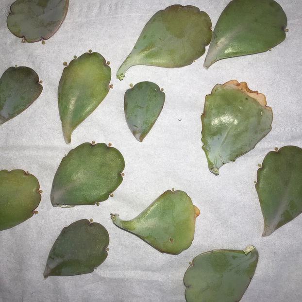  - Plante de interior 2019