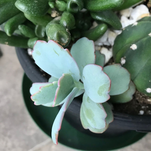 Kalanchoe Fedtschenkoi - Plante de interior 2019