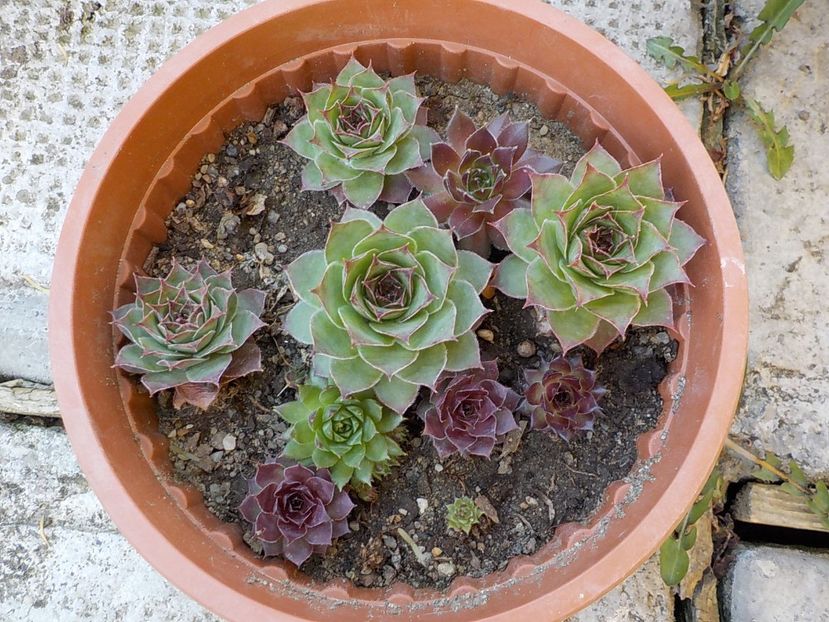  - Genul Sempervivum