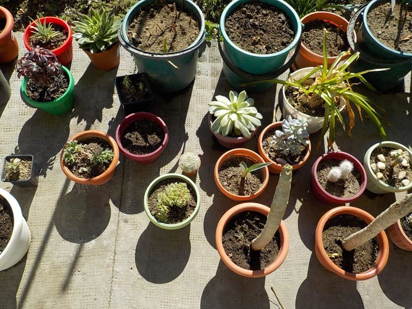 iesit sa ne - Florile mele