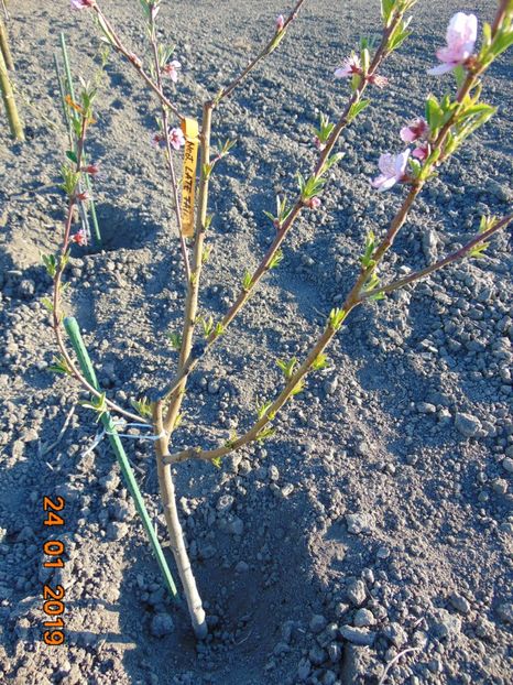 nectarin LATE FAIR - 30 Martie 2019 - nectarin LATE FAIR