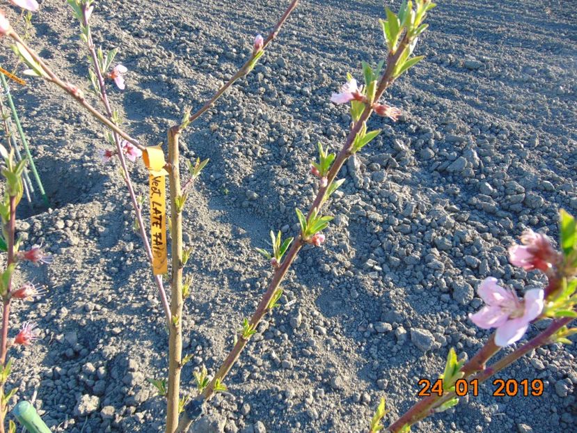  - nectarin LATE FAIR