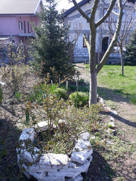  - Gradina primavara 2019