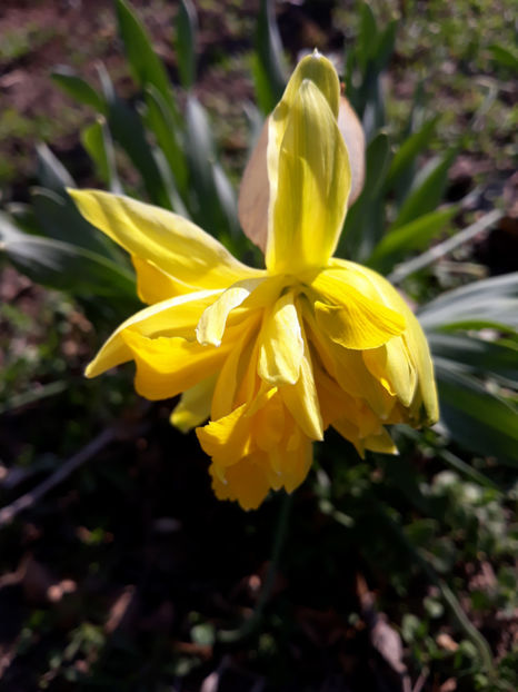 - Gradina primavara 2019