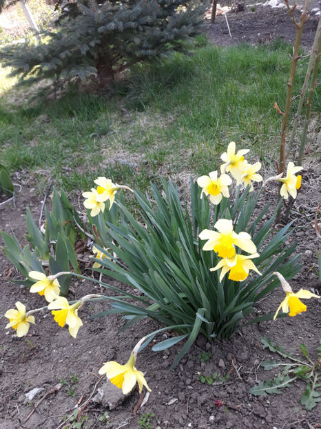  - Gradina primavara 2019