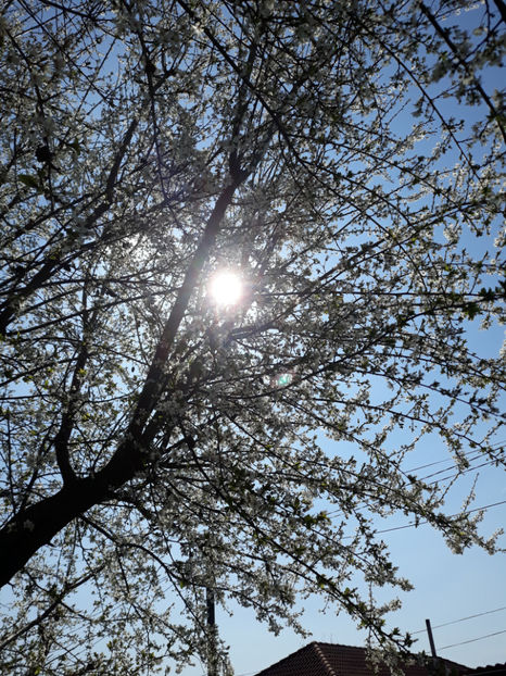  - Gradina primavara 2019