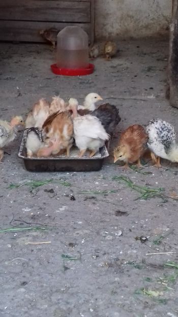 20190331_164210(0) - Pui 2019