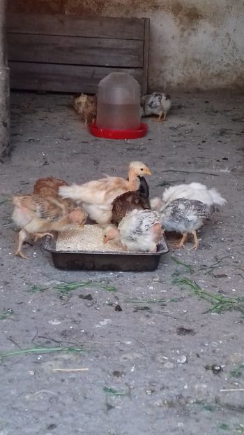  - Pui 2019