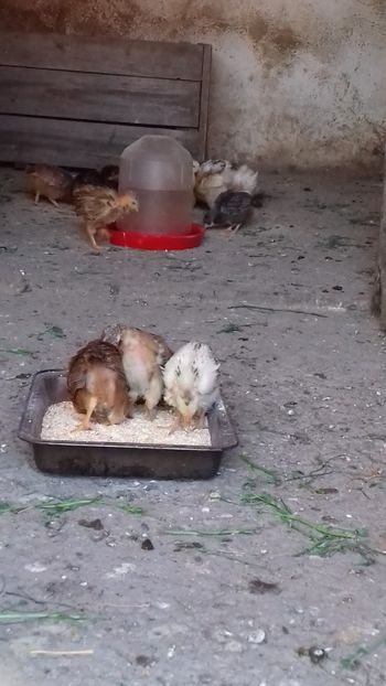  - Pui 2019