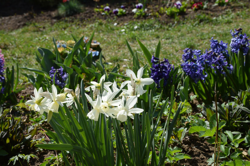 Atlantic - 2020 Zambile