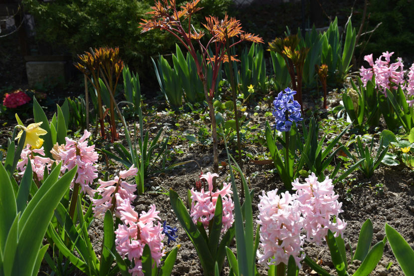 Delf Blue, China Pink  si Pink Pearl - 2020 Zambile