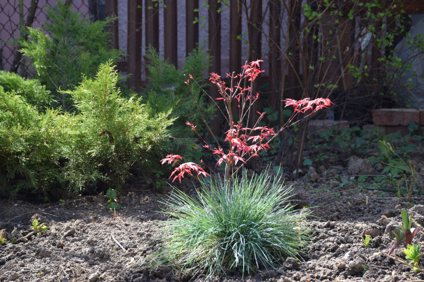 Maiko Beni si Festuca glauca Intense Blue - 2019 Martie _Zambile