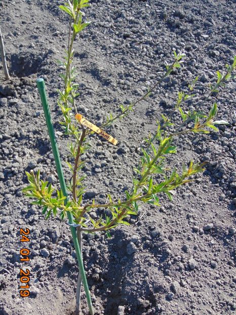 30 Martie 2019 - piersic PAVIE galbena 4 Damb