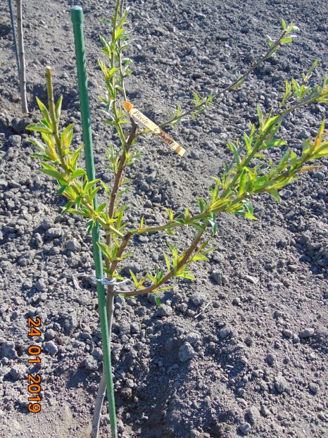  - piersic PAVIE galbena 4 Damb