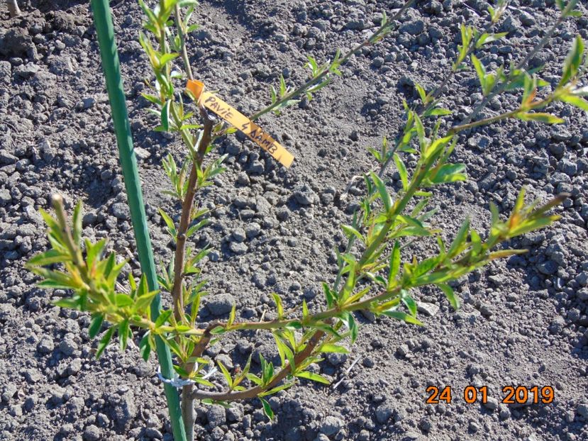  - piersic PAVIE galbena 4 Damb