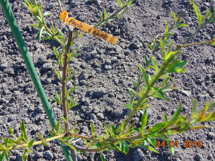  - piersic PAVIE galbena 4 Damb