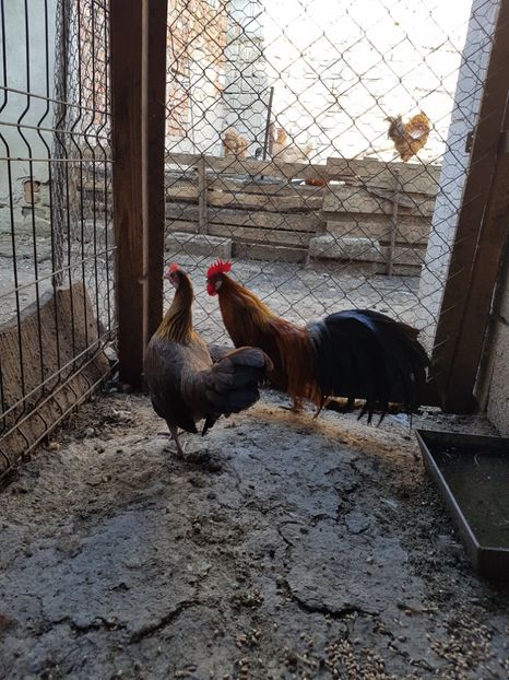  - Phoenix potarnichiu