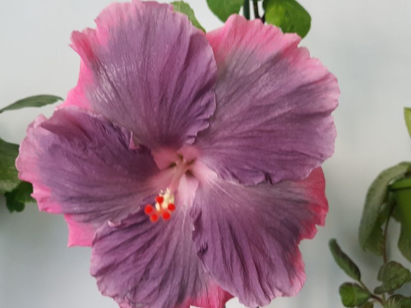  - Hibiscus Moorea My Blue Pearl